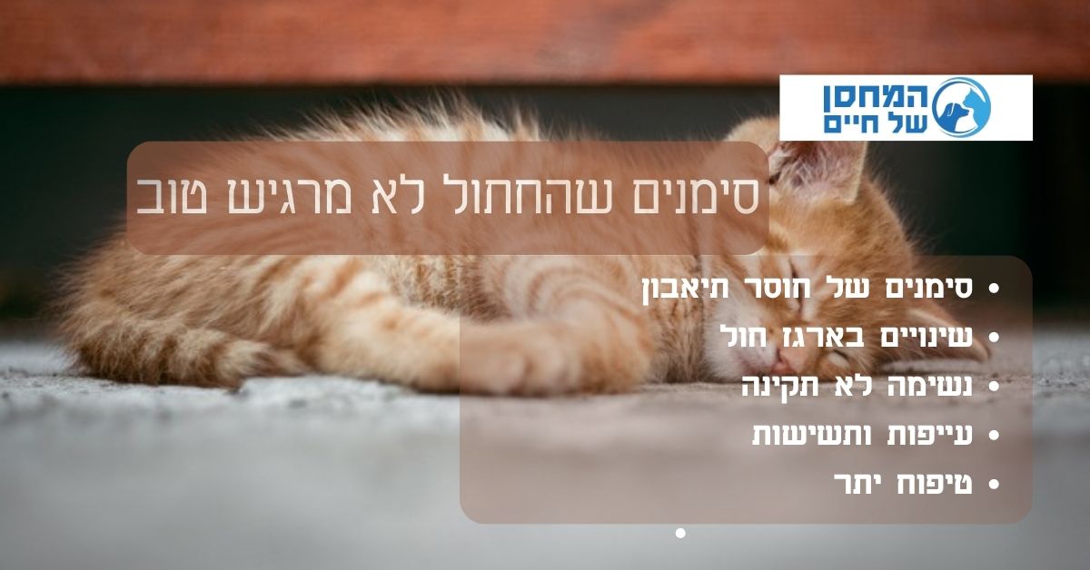 סימנים שהחתול לא מרגיש טוב